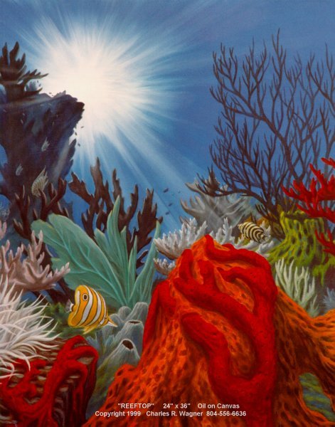 Reeftop.jpg (66323 bytes)